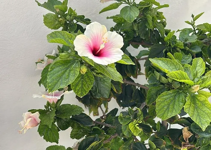 Front House 'casa Neen' Ferienhaus *