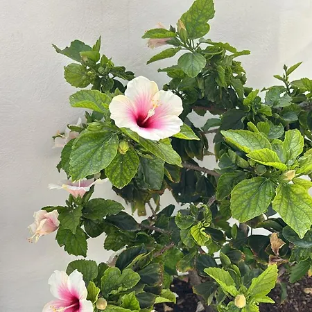 Front House 'casa Neen' Feriehus *