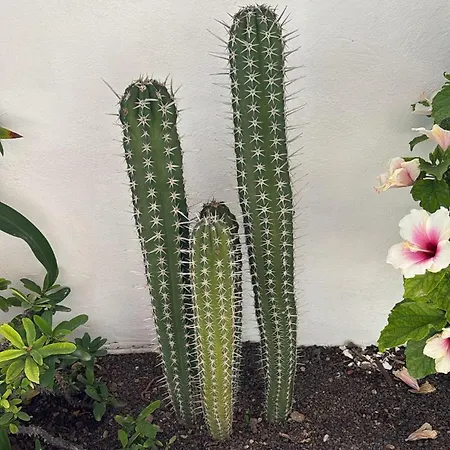 Front House 'casa Neen' *